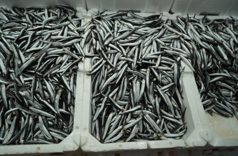 Türkiye'nin İhracat Rüzgarı: Belçika, Fransa ve Almanya'ya Yükselen İşletmeler