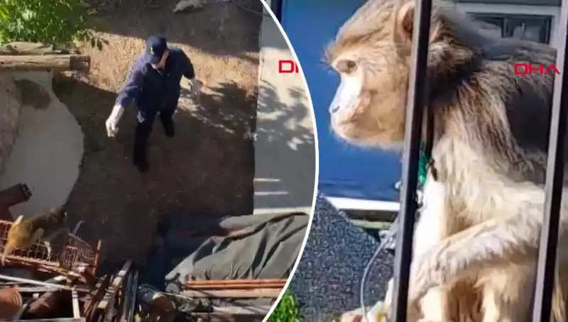 Muğla'da Maymun Kovalamacası: Mahalleliyi Gerim Gerim Gerdi!