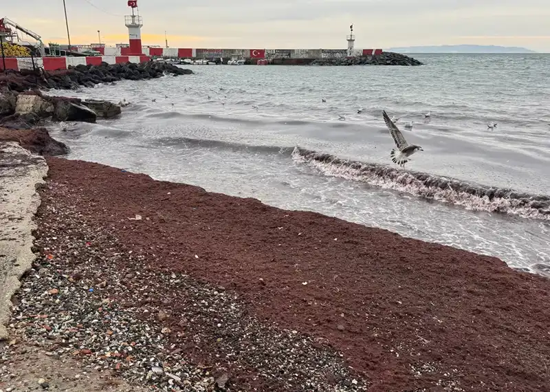 Tekirdağ Sahilleri, Bu Defa Kırmızı Renkte Ziyaretçilerini Bekliyor!