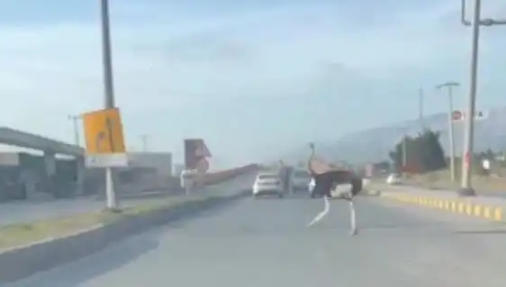 Trafikte Deve Kuşu Görülmesi, Sürücüler Arasında Şaşkınlık Yarattı!
