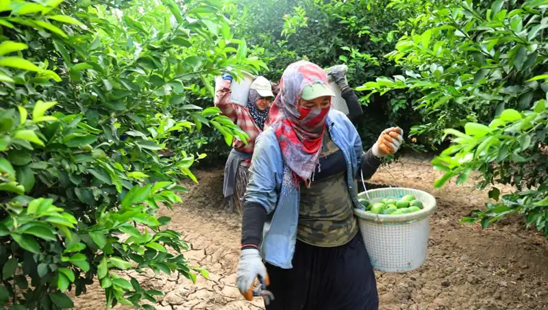 Marketlerdeki Domates Fiyatlarında Düşüş Bekleniyor: Hasat Başladı!