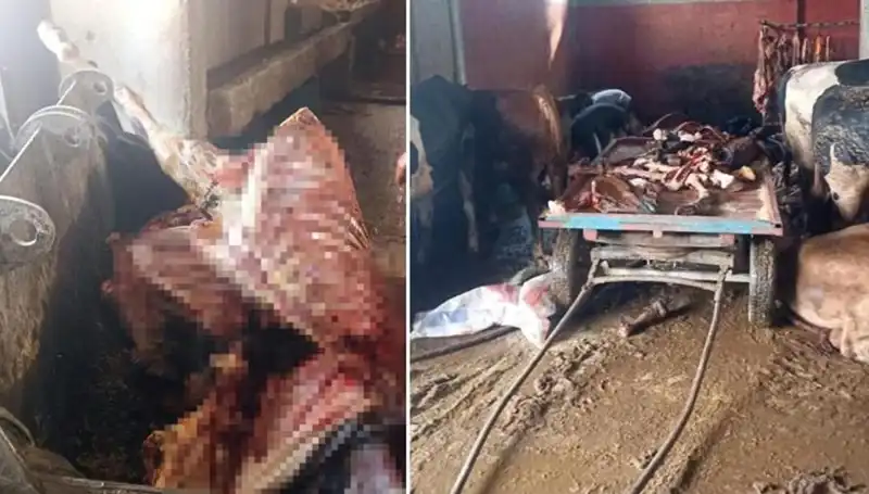 Adana'da 2,5 Ton At Eti İle 4 At Kurtarıldı: Şok Eden Detaylar Ortaya Çıktı