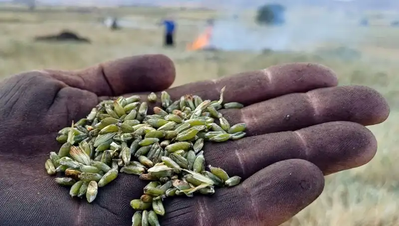 Firik Sezonu Geldi: Doğal Lezzetlerle Dolu Bir Deneyim