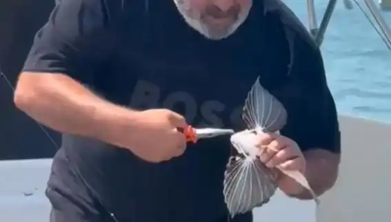 Saros Koyu'nda Nadir Görülen Kırlangıç Balığı Oltaya Takıldı, Şaşkınlık Yarattı!