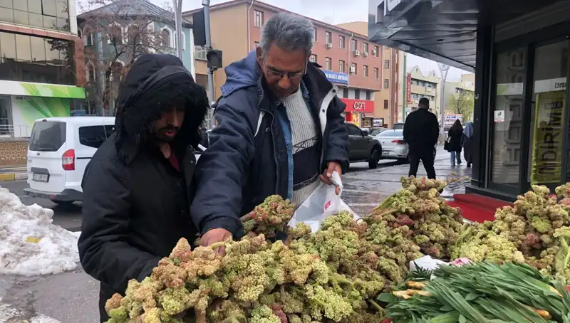 Kendiliğinden Yetişen Bu Bitki, Kanserle Savaşta Umut Vaadediyor!