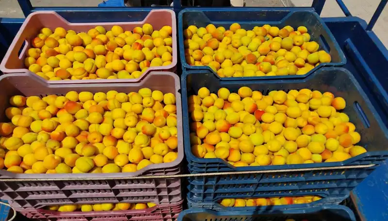 İlk Hasat Coşkusu: 500 TL'den Alıcı Bulan Ürünler
