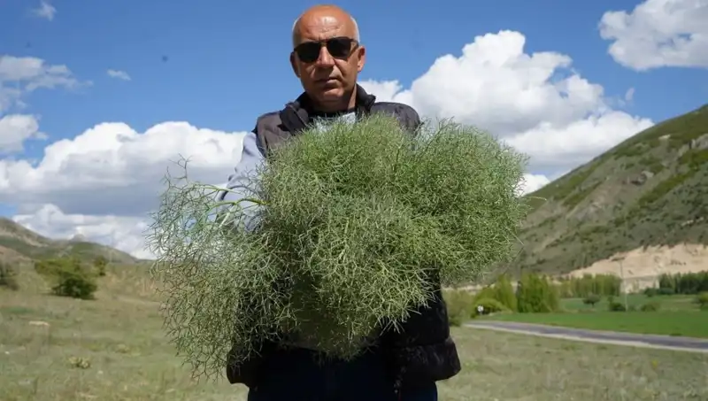 Doğanın Mucizesi: Ebelik Otu İçin 15 Kilometre Yürüyenler