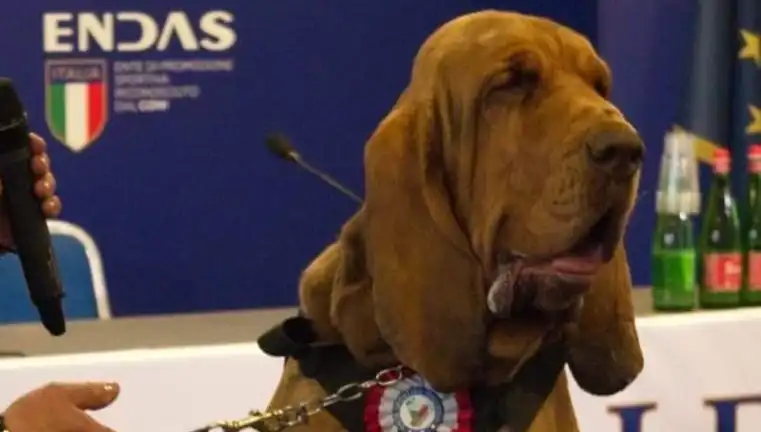 Arama Köpeğine Suikast: Çivili Sosisle Pusu Kuruldu