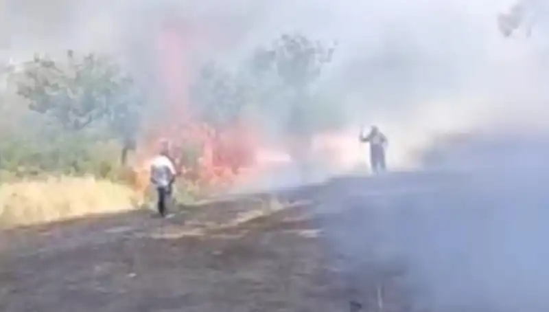 Çay Hasadı İçin Yakılan Ateş, Fıstık Ağaçlarını Küle Çevirdi!
