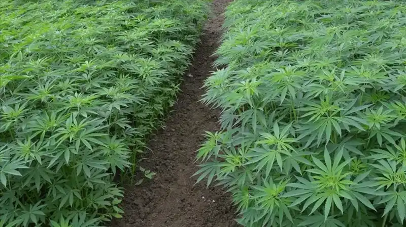 Kenevir Yetiştiriciliğinde İleri Adım: 21 İl Daha Onay Aldı!