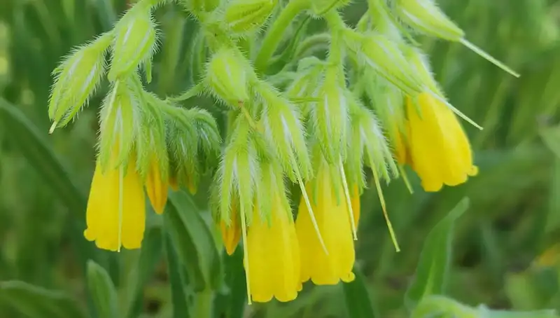 Türk Bilim Adamından Dünya Bilimine Katkı: Yeni Bir Bitki Türü Keşfedildi