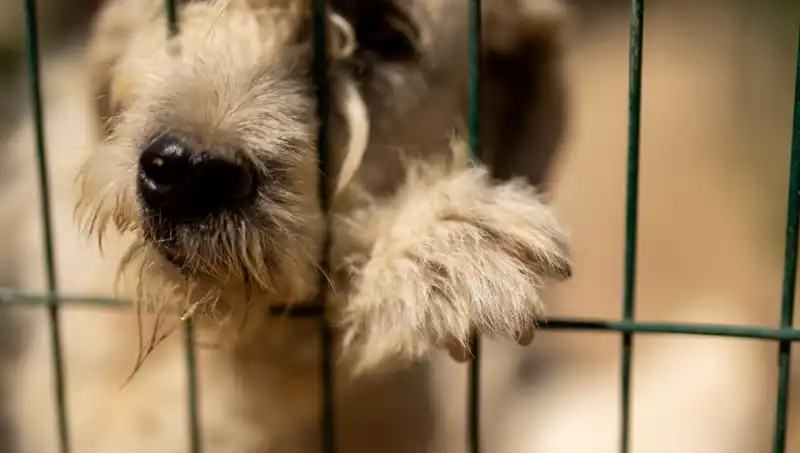 İş Stresi, Sadık Dostlarımızı da Olumsuz Etkiliyor: Köpeklerde Stres Belirtileri