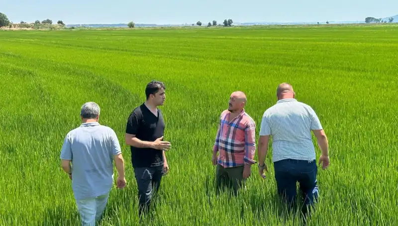 Çeltik Tarlaları Adeta Yeşil Bir Denize Dönüşüyor: Rekor Hasat Beklentisi