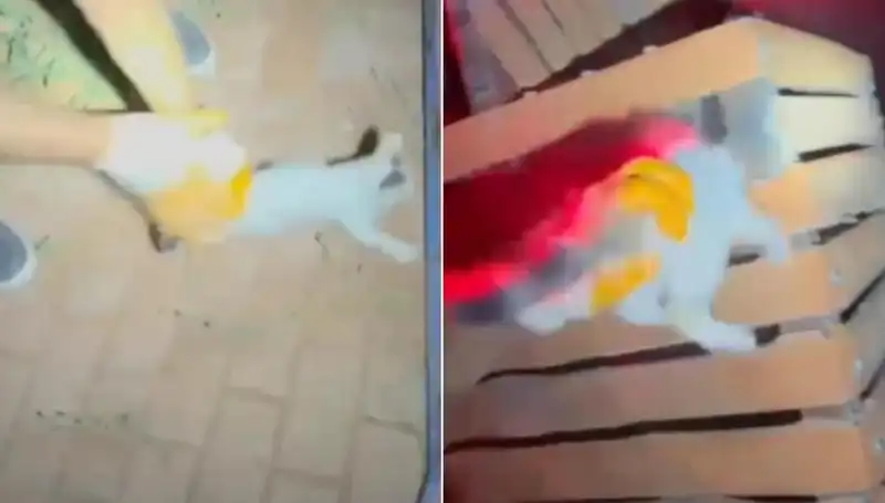 Gece Yarısı İtfaiye Ekipleri Kediyi Kurtarmak İçin Seferber Oldu