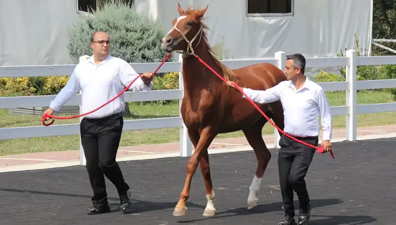 Taşkın Kral, Rekorları Alt Üst Eden Yeni Performansıyla Göz Doldurdu