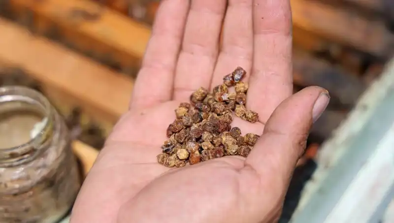 Çöpe Giden Mükemmel Besin Şimdi Kilosu 3 Bin TL’ye Satılıyor!