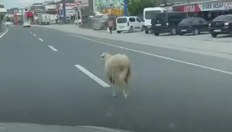 Yalova'da Kurbanlık Hayvan Kaçışı Trafiği Alt Üst Etti!