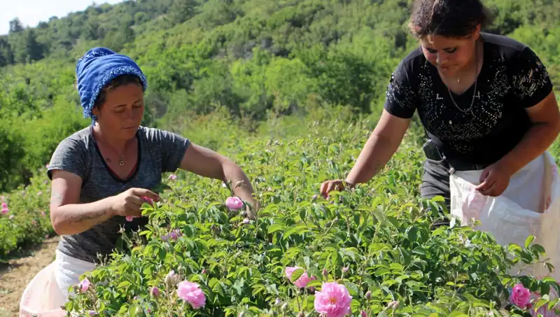 Zirai Don Vurdu: Çiftçiler Umutlarını Kaybetti!
