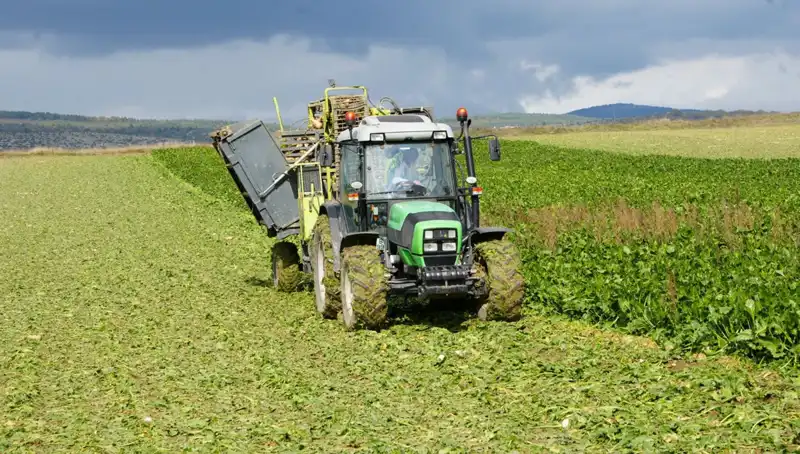 Kastamonu'da Pancar Hasadı Başladı: Çiftçiler Tarlalarda Yoğun Mesai İçinde