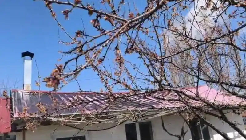 Dondurucu Soğuklar Kayısı Hasadını Tehdit Ediyor: Çiftçiler Endişeli