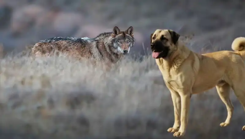 Kangal Köpeği: Artan Kurt Popülasyonu Talebi Değiştiriyor!