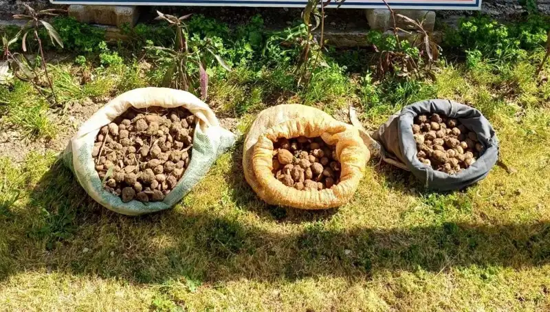 10 Kilo Salep Toplayan Suçlular Suçüstü Yakalandı