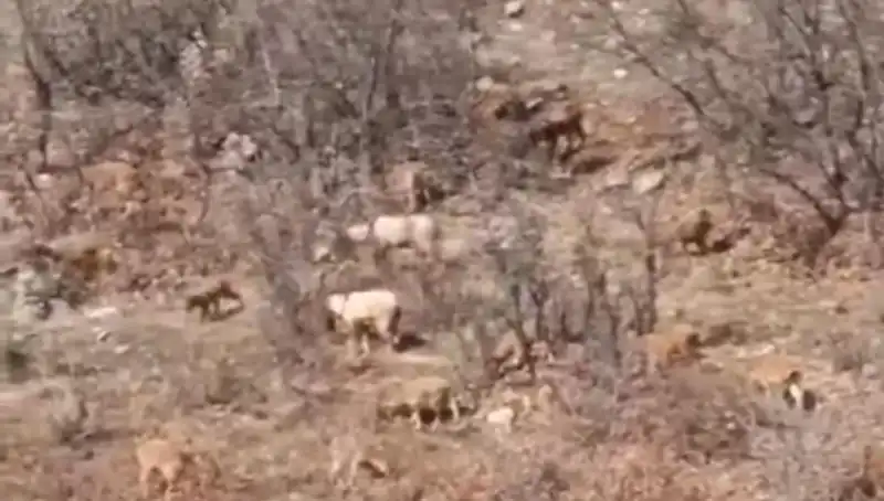 Sürü Halinde Gezen Kaçak Avcılar, 650 Bin Lira Cezayla Yüzleşti!