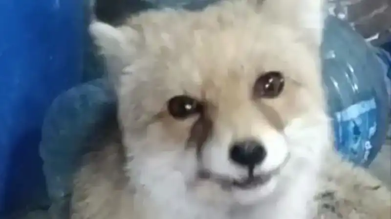 Bahçesinde Oyuncak Gibi Tilkileri Besleyen Bir Adamın İlginç Hikayesi