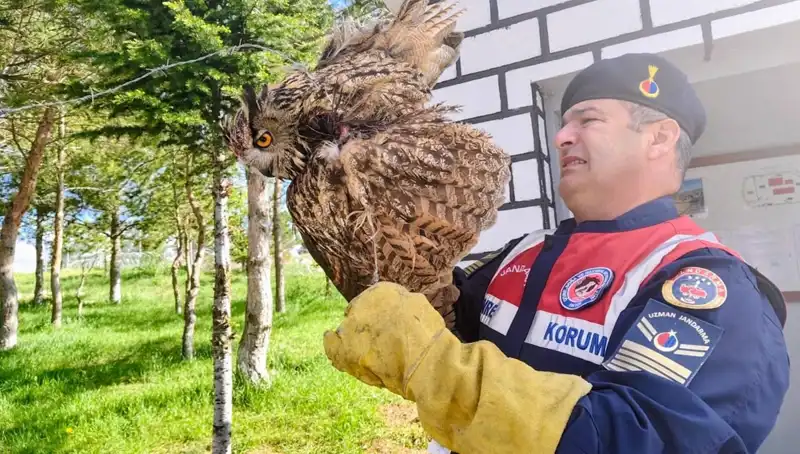 Dikenli Tellere Takılan Puhu: Hayata Dönüş Mücadelesi