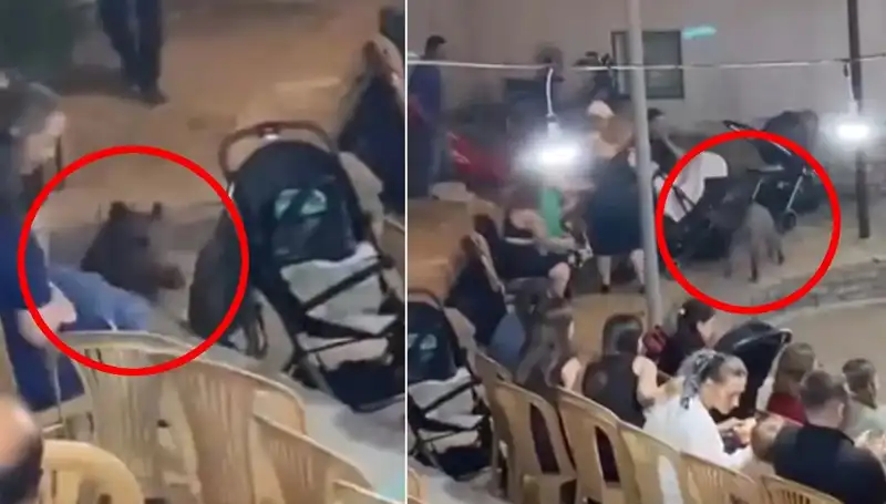 Düğün Töreninde Yaban Domuzu Şok Dalgası Yarattı: Konuklar Ne Tepki Verdi?