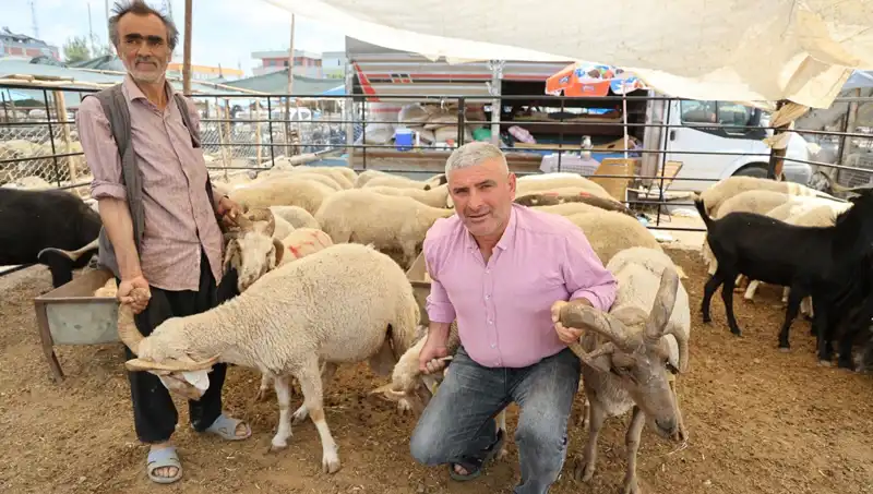 4 Boynuzlu Koçlar Kurban Pazarının Starları Haline Geldi