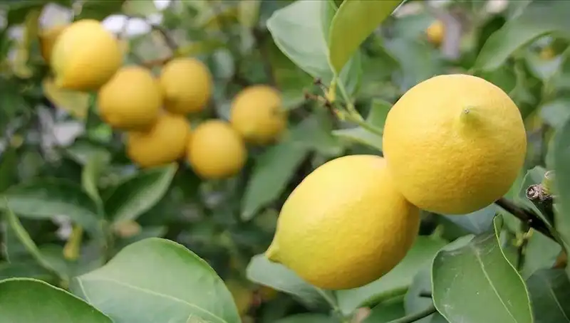 Limon Fiyatları Sıfır Noktasını Geçti: Adedi 24 Lira ile Rekor Kırdı